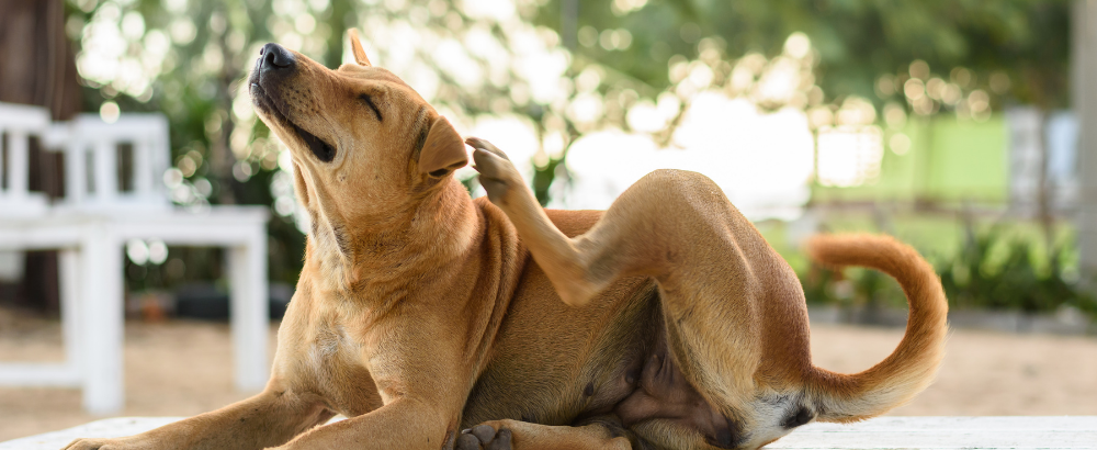 How To Get Rid Of Dog Lice Benny s Bowl