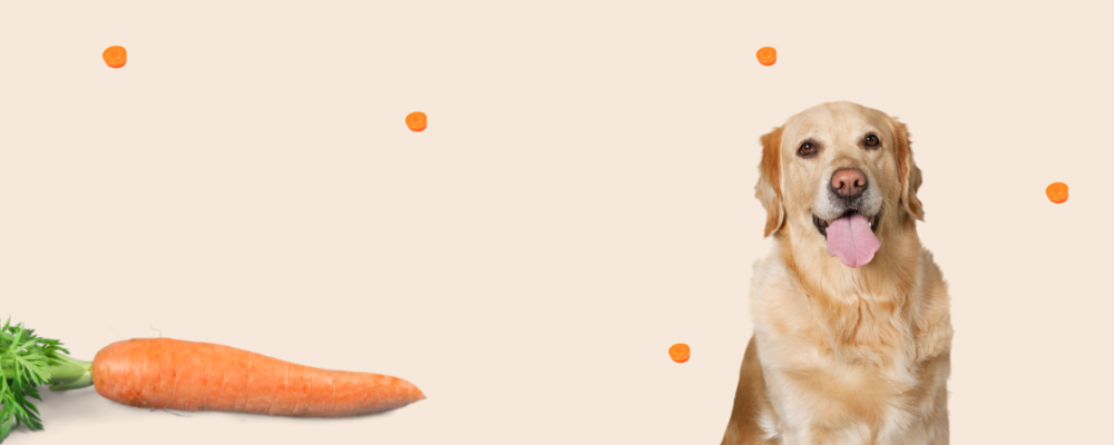 Why Add Carrots to Your Dog s Diet Benny s Bowl