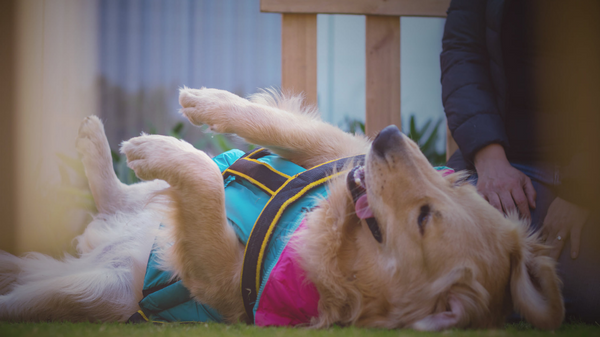 How To Teach A Dog To Roll Over