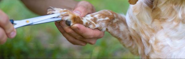 How To Clip Your Dog’s Nails Safely at Home