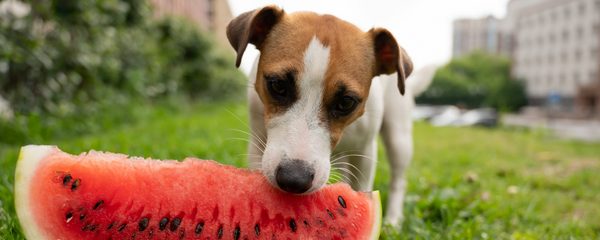 7 Summer Foods For Your Furry Best Friend