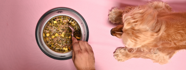 Why Transition Your Dog to a Fresh Food Diet?
