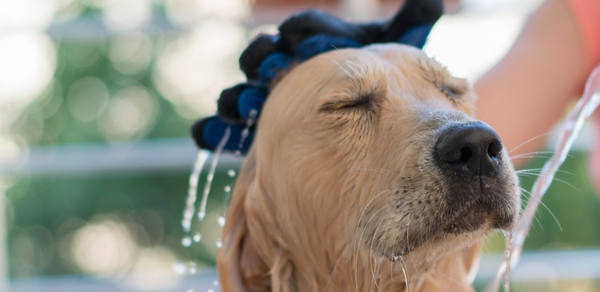 Can You Use Human Shampoo on Dogs?