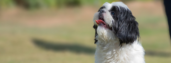 How to Teach a Dog to Sit