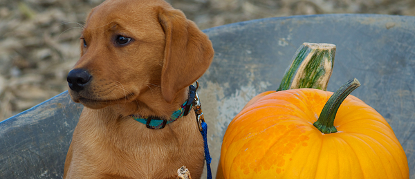 Why Add Pumpkin to Your Dog’s Diet?