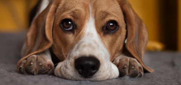 Seven Possible Causes of Coughing in Dogs