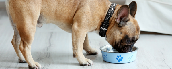 7 Ingredients To Avoid In Your Dog Food