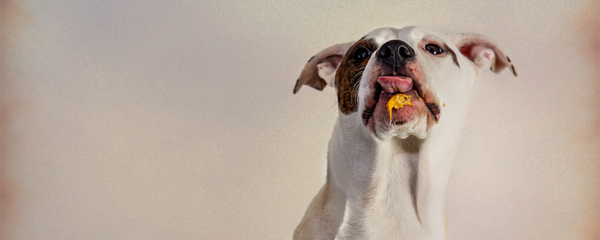 9 Human Foods Your Dog Can Eat