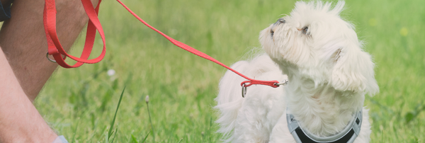 How to Potty Train Your Dog