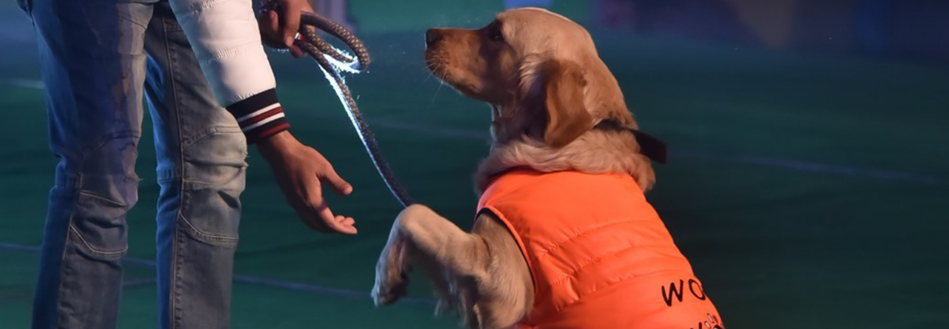 How To Teach a Dog The Shake Command – Benny’s Bowl