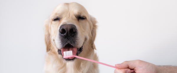 How To Brush Your Dog’s Teeth