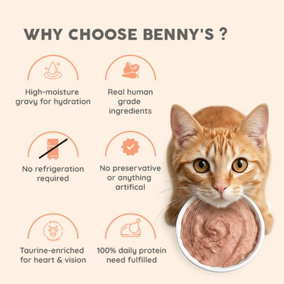 Assorted Wet Cat Food Monthly Plan
